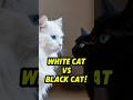 White Cat vs Black Cat: Amazing Fact #catfacts #whitecat #blackcat #animalfacts #shorts
