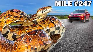 We Drove 1,000 Miles in America's Biggest Swamp - Here's What We Found (ft. @AnimalEncountersEP)