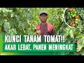 KUNCI BUDIDAYA TOMAT! DI BALIK AKAR LEBAT, PANEN IKUT MENINGKAT!