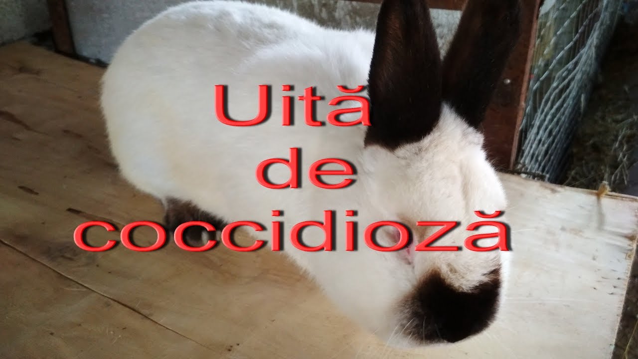 Nu coccidiozei pentru totdeauna