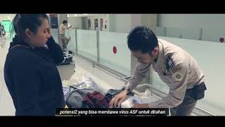Waspada Penyakit ASF Bagi Indonesia