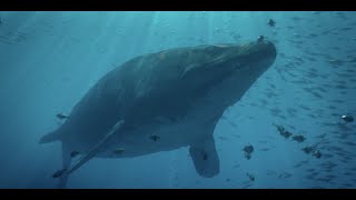 Early Evolution of Mosasaurs by Dr. Polaris 12,156 views 1 month ago 9 minutes, 59 seconds