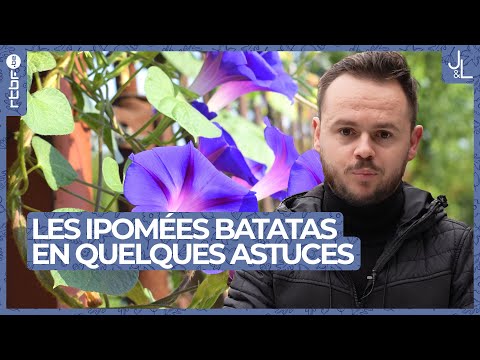Sweet Potato Vines: Growing and Caring for These Beautiful Exotic Plants | Gardens and Leisure