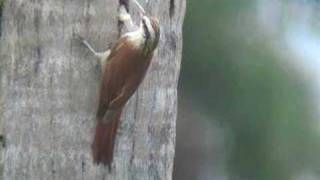 Narrow-billed Woodcreeper - Lepidocolaptes angustirostris