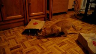 Gato enloquecido con bolsa de Xacobeo 2010