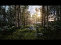 Forest with trees in the morning sunlight, 4K |Premium Stock Video |Without watermark|Cinematic shot