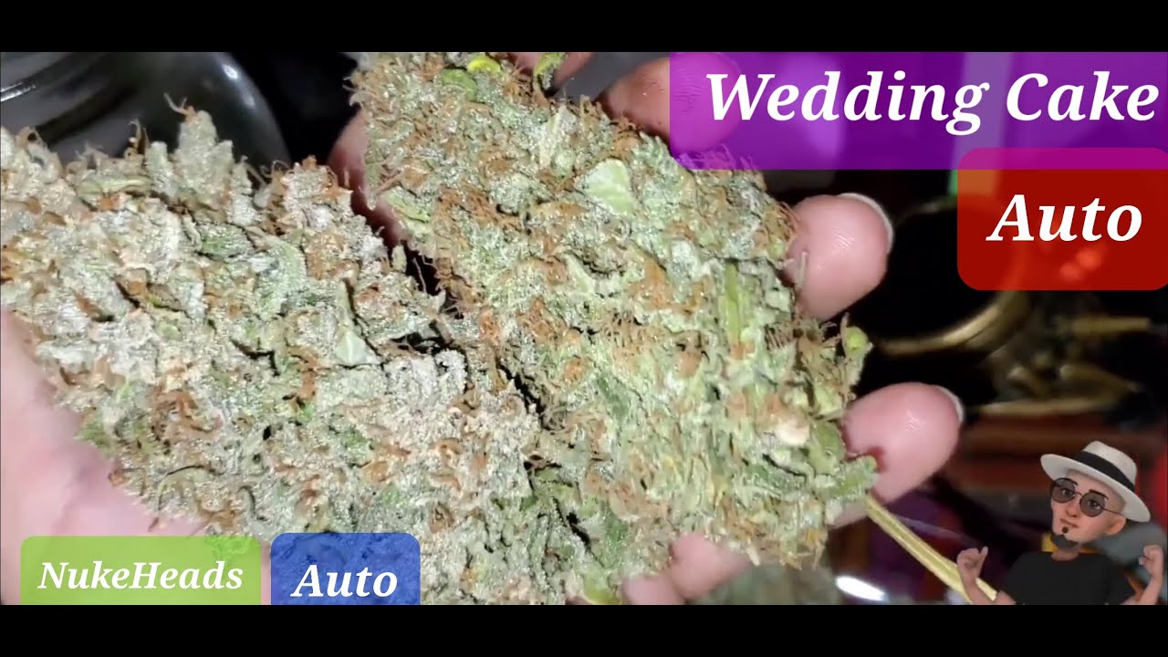 Comparing Wedding Cake Auto to Nukeheads Auto 🤔 Which One is Bigger ?