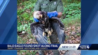 Celebrity Bald eagle found shot on Western Pennsylvania trail euthanized Wealth