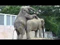 Download Amazing Animal. Mystery Of Life Amazing Animal. Mystery Of Life