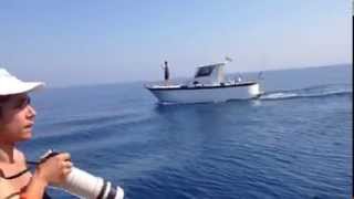 Delfini Capitolini by Oceanomare Delphis 99 views 8 years ago 48 seconds