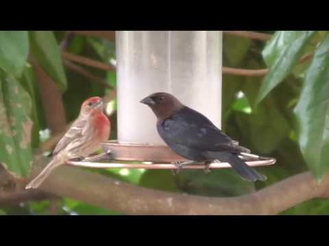 Georgia Backyard Birds 庭にくる鳥たち アメリカ南東部編 Youtube