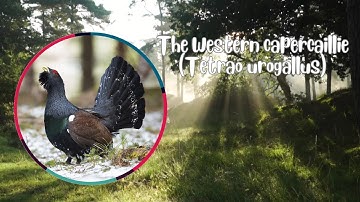 The Western Capercaillie (Tetrao urogallus)