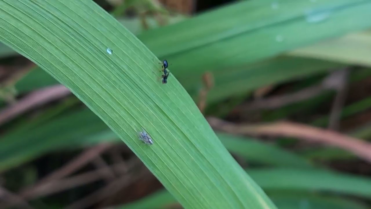 Ant Hunting Bugs 