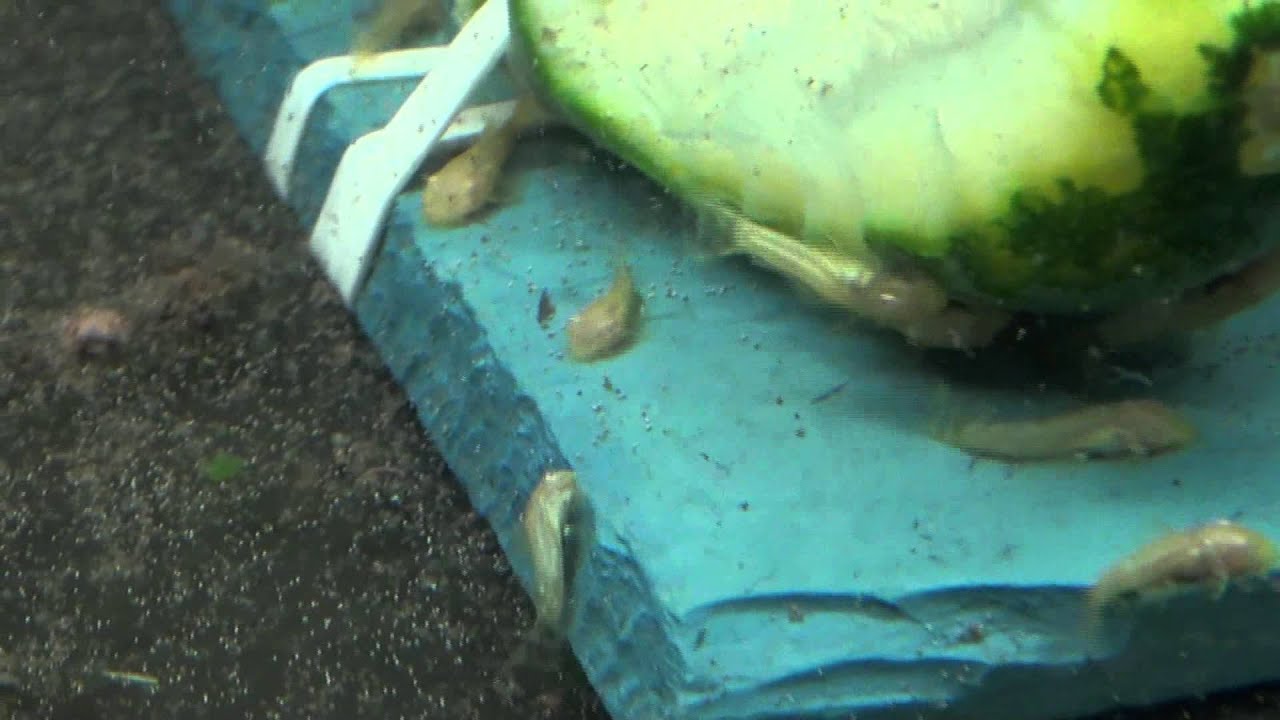 Albino Bristlenose Ancistrus Fry Eating Live Baby Brine Shrimp   - Gwynnbrook Farm