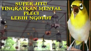 TERAPI SUARA SIMULASI LOMBA PLECI || 99% TINGKATKAN MENTAL PLECI LEBIH NGOTOT !!