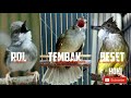 Full Masteran Rol Tembak Beset burung ciblek kapas tembak cucak jenggot