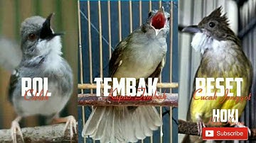 Full Masteran Rol Tembak Beset burung ciblek kapas tembak cucak jenggot
