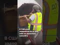 В США рейс задержали из-за роя пчёл на двигателе самолёта #новостисегодня