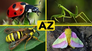 A to Z Insects, ABC Insects, Alphabet Insects | Insect Names & Fun Facts by AtoZ World 4,142 views 1 year ago 5 minutes, 31 seconds