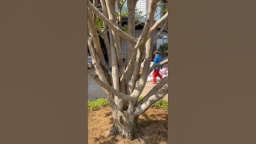 Cây Mai Vàng cổ thụ bị suy đang phục hồi sau khi được cứu|Vùng Đất Rồng