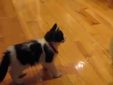 Cute kitten gets her first collar!! Funny :)