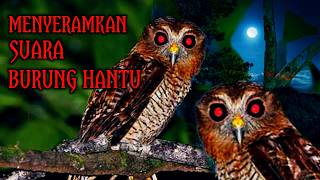 🔴 LIVE - SUARA BURUNG HANTU PALING MENYERAMKAN || kalau Takut Jangan nonton sendirian