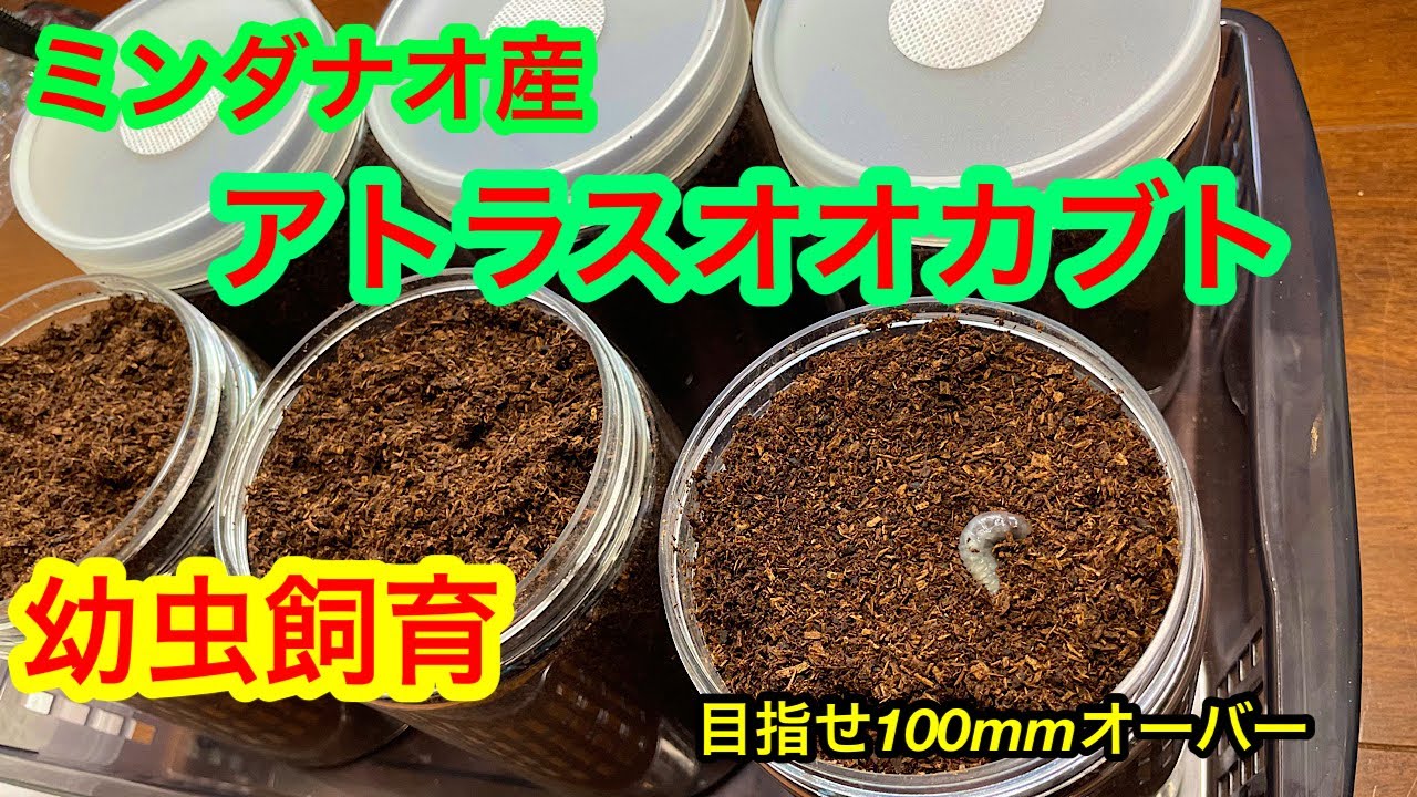 アトラスオオカブト(ミンダナオ産)幼虫飼育①