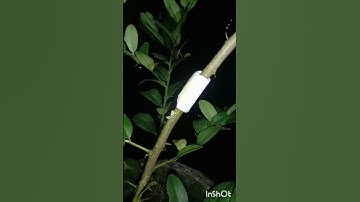 Air Layering Lemon Tree using tissue paper. Simple technique.