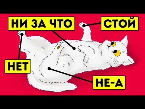 15 вещей, которые кошки не любят, но не могут об этом сказать