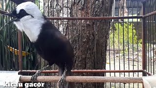 SUARA BURUNG POKSAY JAMBUL BETINA GACOR