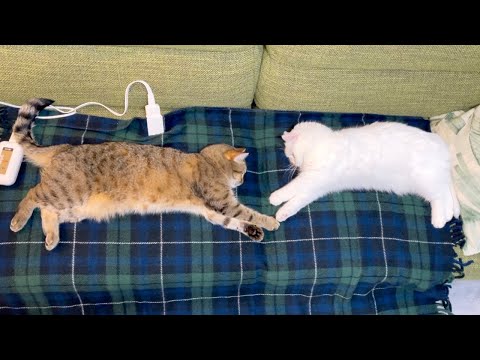 電気毛布は猫を完全にダメにしてしまうようです…。