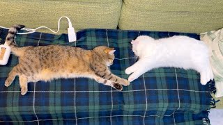 電気毛布は猫を完全にダメにしてしまうようです…。
