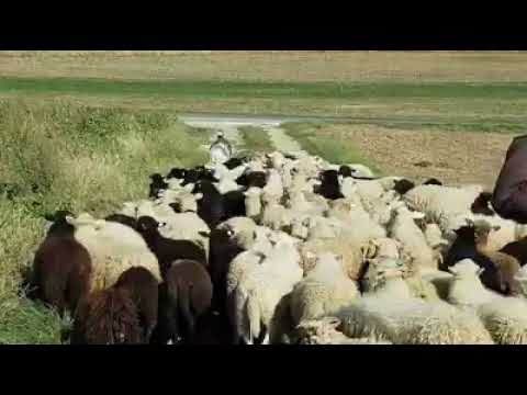 Video: Old English Sheepdog Race Race Hypoallergenic, Health And Life