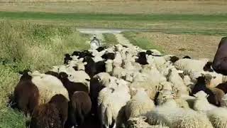 Old English Sheep Dog Herding in Switzerlnd