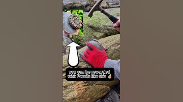 Fossil Hunting on the North Yorkshire Coast! 🌊🪨⚒️ #fossilhunting #fossils #shorts #coast #rock #sea