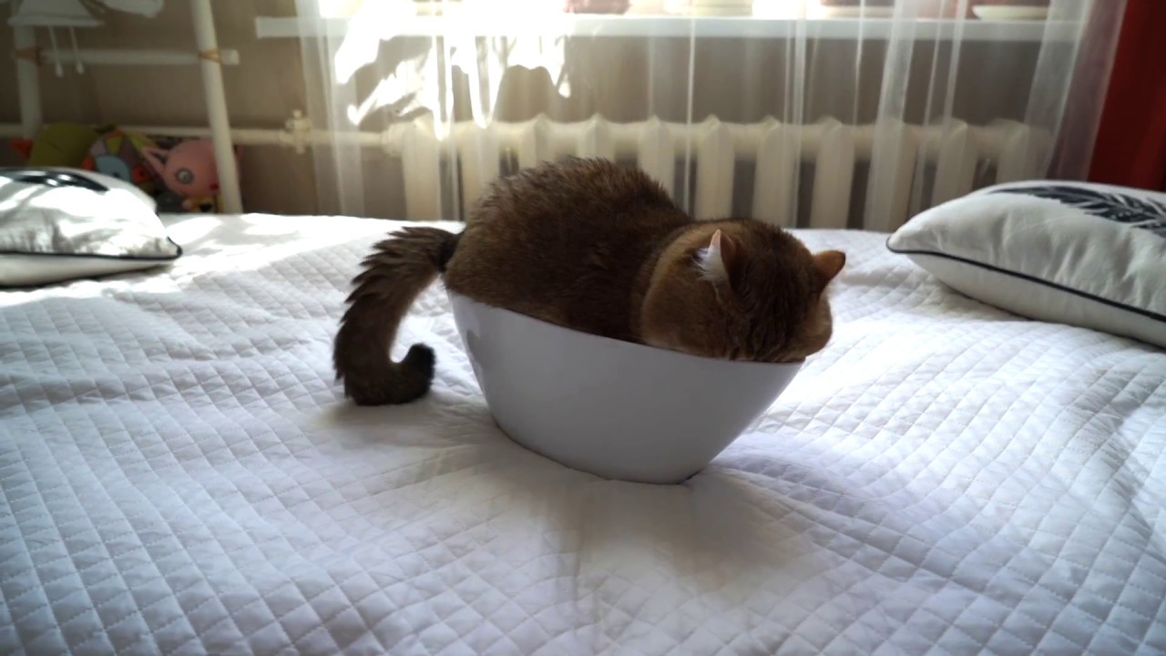 funny cats sleeping in weird positions compilation 2014 funnyplox My first try