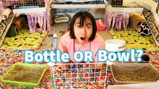 Guinea Pig Water Guide - What Water to Give and How!