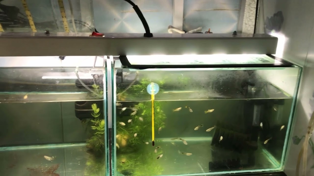 Дневник 25. Уход и разведение гуппи. - YouTube