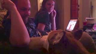 Husky Begs For Mercy