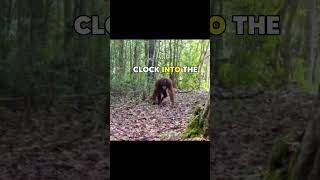 Monkey clocks into forest