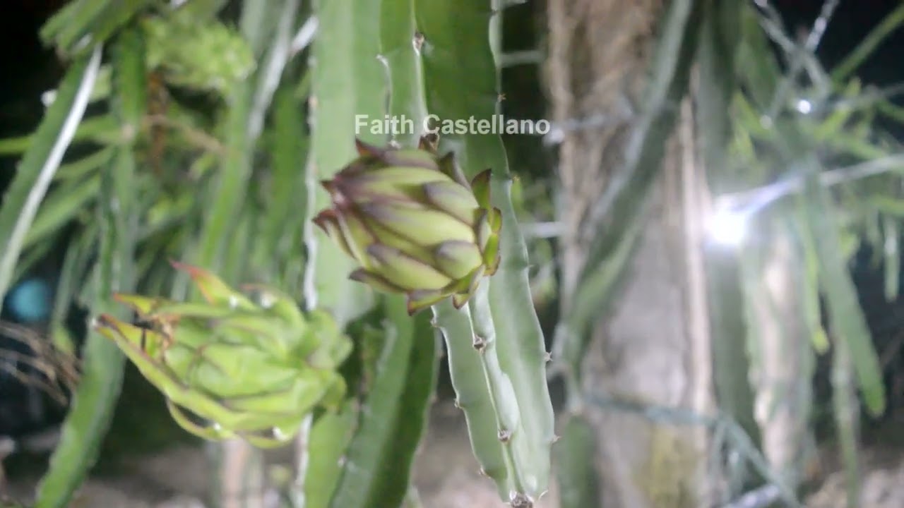 Dragon fruit Flowers