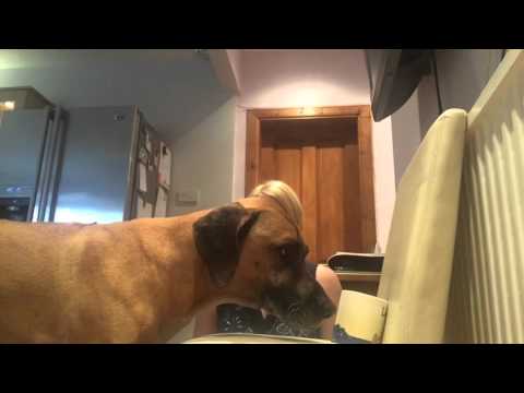 lothlorien dog training