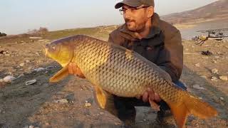 VURGAN CARP. SAZAN AVI