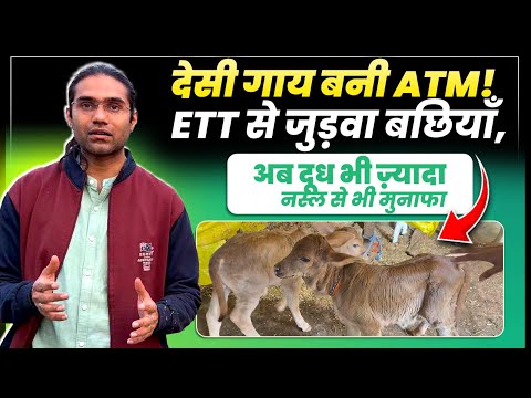 ETT का कमाल! 🧬 देसी गाय से जुड़वा बछियाँ, किसान बना लखपति