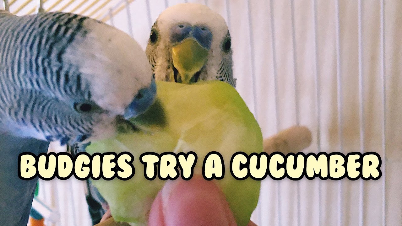 Budgies try a cucumber! (for the first time!) BestBudgieBuddies YouTube