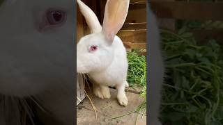 Newzeland white with baby |cute bunny #minizoo #rabbit #bunny