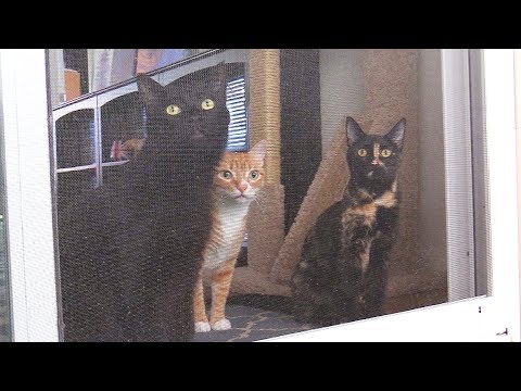 Video: 5 kasulikku kassitreeningu nõuandeid, kuidas oma Frisky kassi juhtida
