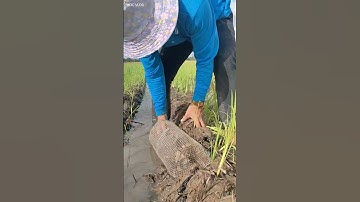 Đặt Lợp Ếch Mưu Sinh