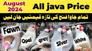 All java Price in Pakistan | lalukhet birds market | java sparrow latest price update 2024