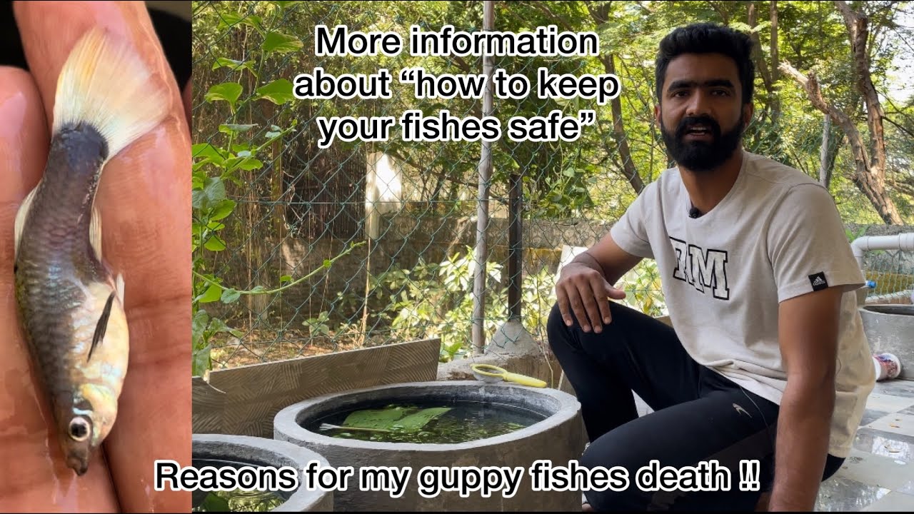 Death😭How I lost 100’s of guppy fishes !! More information on how to keep your fishes healthy !!